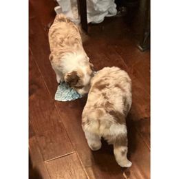 Miniature American Shepherd Puppies from Soul Stone Kennels