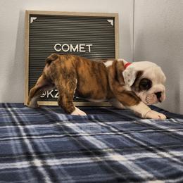 Comet - Red brindle and white male Bulldog puppy in Hillsdale County, Michigan from KZ Bullies LLC