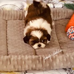 Cabby - Red and white male Shih Tzu puppy in Manteca, California from Beauty's Shih Tzu (California)