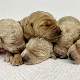 Goldendoodle Puppies from Lykeable Farms