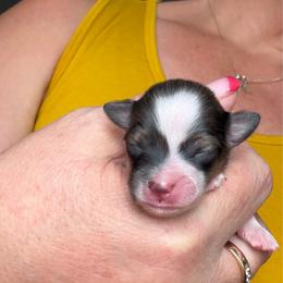 Puppy 2 - Sable female Papillon puppy in Surprise, Arizona from Papillons in Arizona