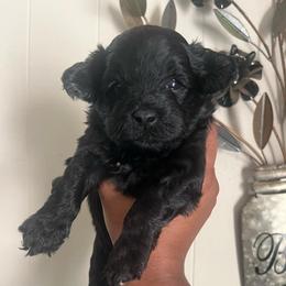 Buckwheat - Black male Yorkipoo puppy in Gastonia, North Carolina from Banks Dynasty Kennel