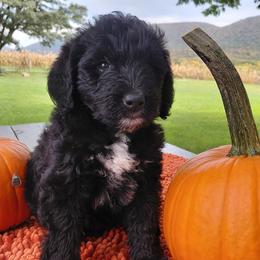 Patrick Henry - Black male Goldendoodle puppy in Lewistown, Pennsylvania from Southern Star Goldendoodles