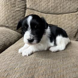 Luna Grey - Parti female Miniature Schnauzer puppy in Plaucheville, Louisiana from Honey Doux Southern Paws