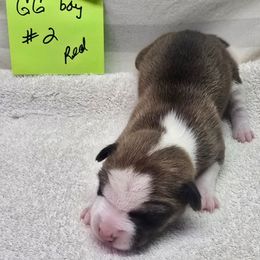 Girly girl boy 2 - Red and white male Basenji puppy in Caldwell, Texas from Candyce Witte