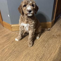 Monday - Apricot female Goldendoodle puppy in Suring, Wisconsin from Black Oak Doodles
