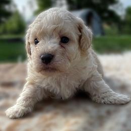 Finn - Cream male Poodle puppy in Purdy, Missouri from The Dynasty