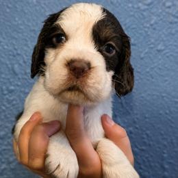 Prince - Liver white and tan male English Springer Spaniel puppy in Fort White, Florida from Thunderbird Springers