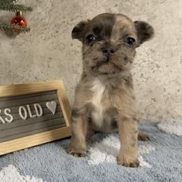 Kali - Blue female French Bulldog puppy in Warm Springs, Arkansas from Seven Hills Arkansas