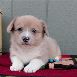 Kleo - Fawn merle female American Corgi puppy in Shawnee, Oklahoma from Sunray Ranch