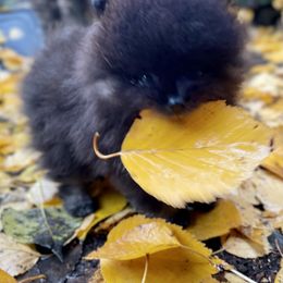 Pomeranian Puppies from TiaZ Poms