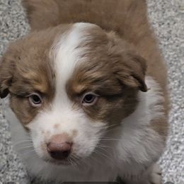 Torch - Red tri-color male Australian Shepherd puppy in Divide, Colorado from Outlaw Farm and Kennel