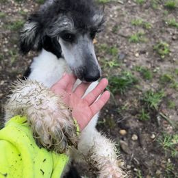Poodle Puppies from Shellie’s Poodle Patch