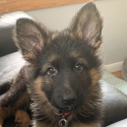 German Shepherd Puppies from Chapel Hill Shepherds