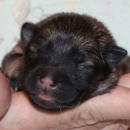 Beth - Yellow-Brown Collar - Fawn female Eurasier puppy in Lakewood, Ohio from Exquisite Eurasier