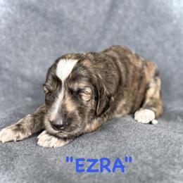 Ezra - Blue male Afghan Hound puppy in Kona, Hawaii from "Hounds of Heaven" - Afghan Hounds