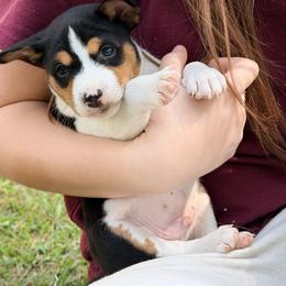 Basenji Puppies from Blue Diamond Basenjis