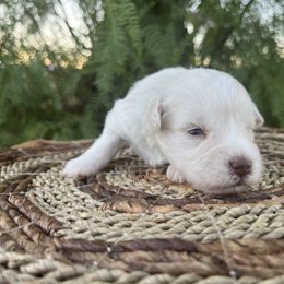 Tywin - White male Miniature Schnauzer puppy in Menifee, California from Moonshine’s Minis