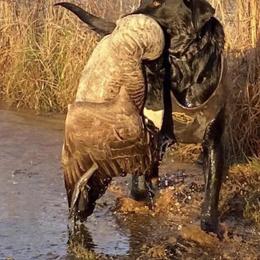 Labrador Retriever All Grown Up from Boomerang Farm