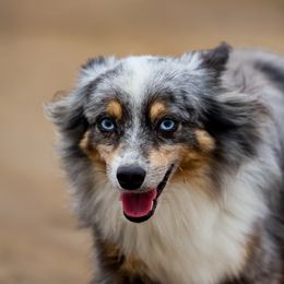 Jackpot - Toy Australian Shepherd