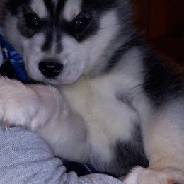 Siberian Husky Puppies from Douglas Mountain Farm and Kennel