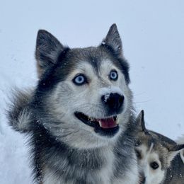 Pika - Pomsky