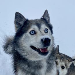 Pika - Pomsky
