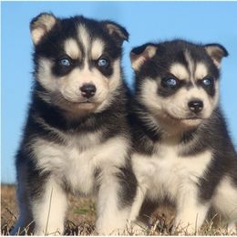 Pomsky and Siberian Husky Puppies from Hudson’s Huskies & Pomskies