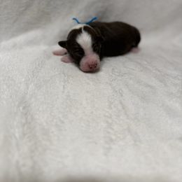 Blue collar - Red & white male Australian Shepherd puppy in Buckeye, Arizona from Wranglin Farms
