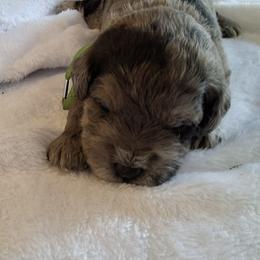 Bruce - Merle male Schnoodle puppy in Novinger, Missouri from Stormi Sky Schnoodles