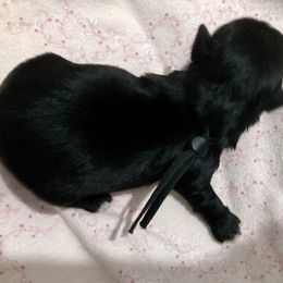 Maltipoo, Morkie, and Yorkipoo Puppies from Danza Bolo