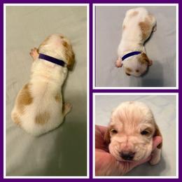 Purple collar female - Red and white female Basset Hound puppy in Columbia, South Carolina from Pawmetto Hounds