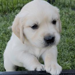 Male 5 - Light golden male Golden Retriever puppy in Garland, Texas from RFGoldens