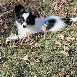 George Strait - White black and tan male Papillon puppy in Benton, Arkansas from Mama's Pride Poms and Paps