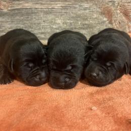 2nd Pick of Black Male Pups - Black male Labrador Retriever puppy in Freeport, Illinois from Rock Hollow Retrievers