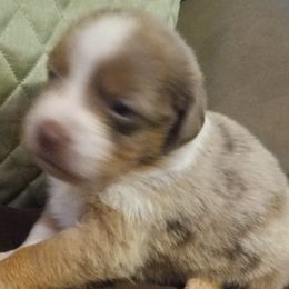 Girl 3 - Red merle Australian Shepherd puppy in Belleville, West Virginia from Chasitys Australian Shepherds