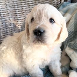 Trip - Light golden male Golden Retriever puppy in Watkins, Colorado from Brightside Goldens