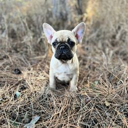 Light Fawn - Fawn male French Bulldog puppy in Nevis, Minnesota from Faithful Acres French Bulldogs