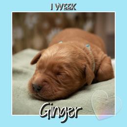 Ginger Morrible - Dark golden female Golden Retriever puppy in Driggs, Idaho from SK Golden Retrievers