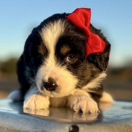 Dark purple - Black tri female Miniature Australian Shepherd puppy in 32046, Florida from River Hill Ranch