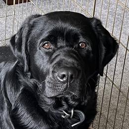 Truffle - Labrador Retriever