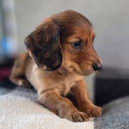 Rowen - Red male Dachshund puppy in Tucson, Arizona from Crowned Doxies
