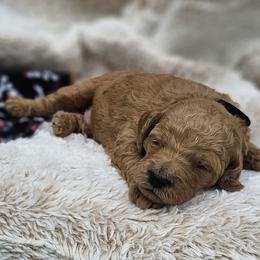 Black Collar Walnut - Apricot male Goldendoodle puppy in Bonham, Texas from Happy Valley Puppies
