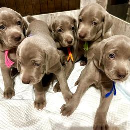 Weimaraner All Grown Up from Gentle soul Weimaraners