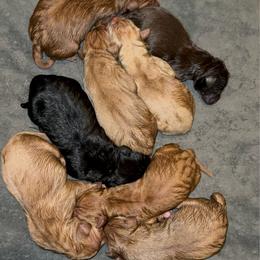 Male 1 - Black male Labrador Retriever puppy in Wardensville, West Virginia from Sager’s Labrador Puppies