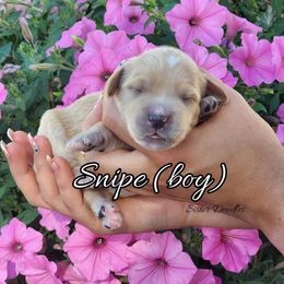 Goldendoodle Puppies from Sister Doodles