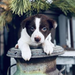Trix x Latch - Girl 3 - Red white - White and red female Border Collie puppy in Minden, Iowa from Rocking N Registered Border Collies & Labradors