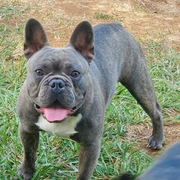Moody - French Bulldog