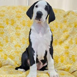 Mantle Big Blaze - Mantle female Great Dane puppy in Castle Rock, Washington from Uber Alles Great Danes