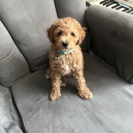 Poodle Puppies from Polina Walker's Poodles